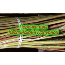 Черенки ивы «Каспийская»
