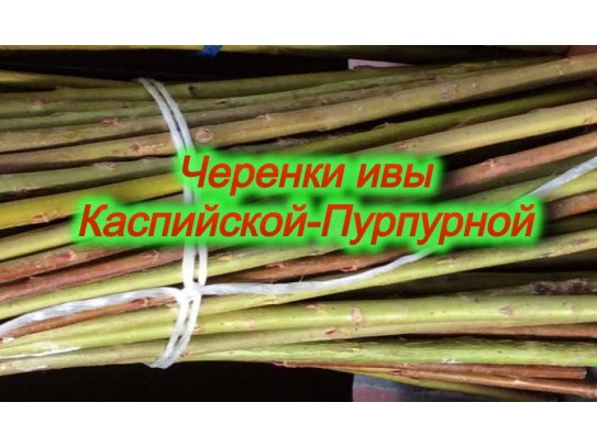Черенки ивы «Каспийская»